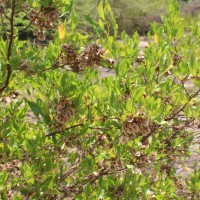 Dodonaea viscosa Jacq.